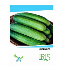 Iris F1 Cucumber / Kakri 15 Seeds